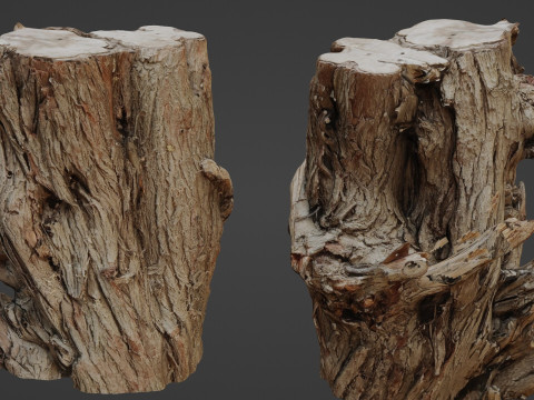 Tree stump scan Modèle 3D