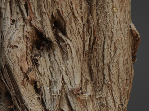Tree stump scan 3D Model