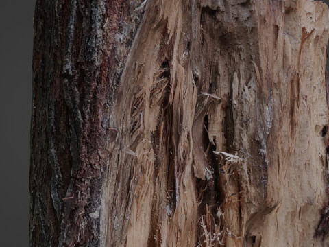 Cutted Stump Modèle 3D