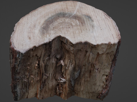 Cutted Stump Modèle 3D