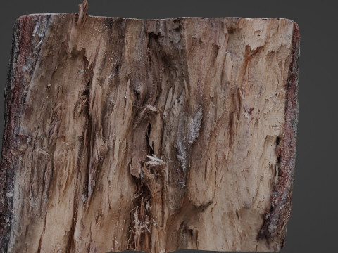 Cutted Stump Modèle 3D