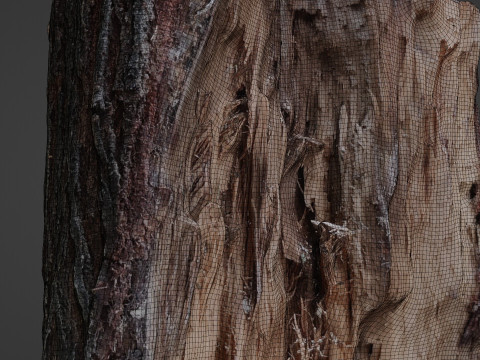 Cutted Stump Modèle 3D