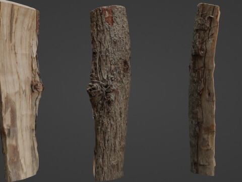 Scanned Cutted Trunk Modèle 3D