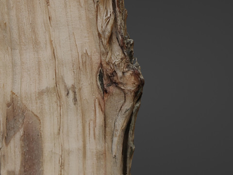 Scanned Cutted Trunk Modelo 3D