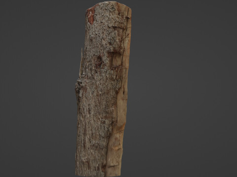 Scanned Cutted Trunk Modelo 3D