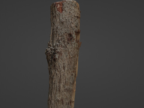 Scanned Cutted Trunk Modelo 3D
