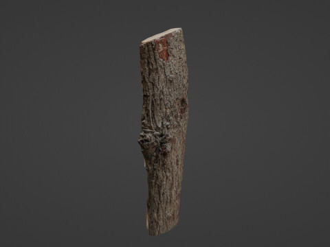 Scanned Cutted Trunk Modelo 3D