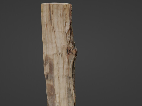 Scanned Cutted Trunk Modelo 3D
