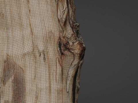 Scanned Cutted Trunk Modelo 3D