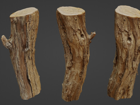 Log stump scan Modèle 3D