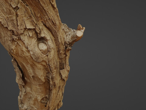 Log stump scan 3D Model