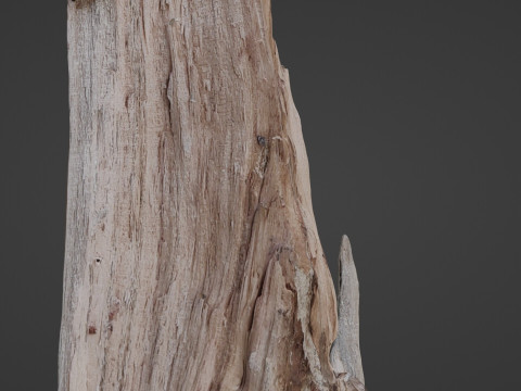 Stump cutted 3Dモデル