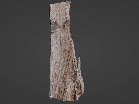 Stump cutted 3Dモデル