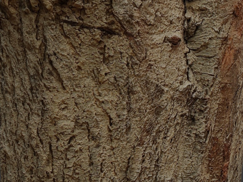 Stump Scan 3D Model