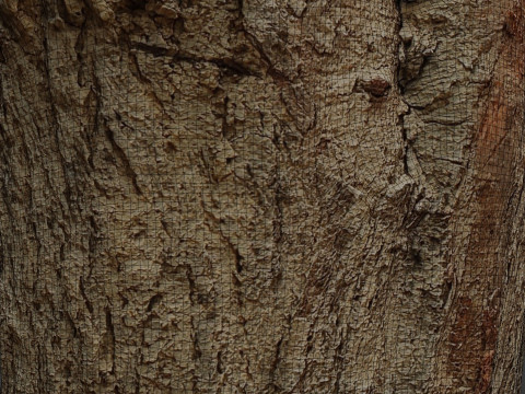 Stump Scan 3D Model