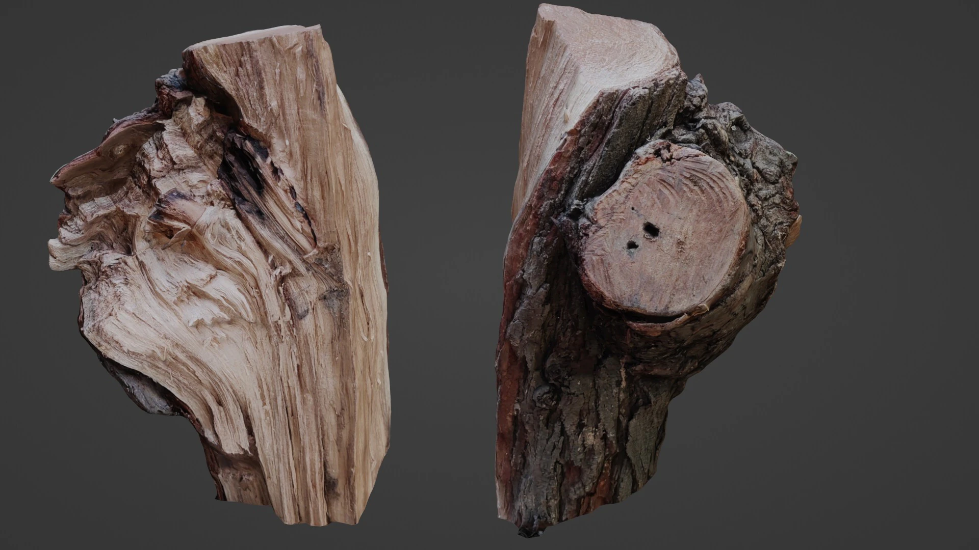 Trunk cutted scan 3D Model .c4d .max .obj .3ds .fbx .stl .blend 