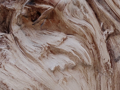 Trunk cutted scan 3D Model