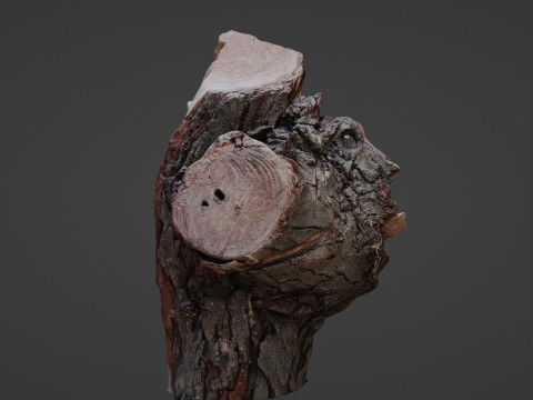 Trunk cutted scan 3D Model