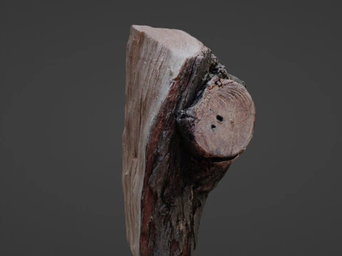 Trunk cutted scan 3D Model