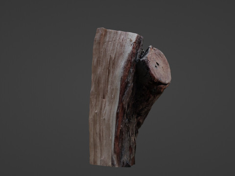 Trunk cutted scan 3D Model