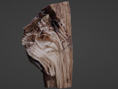 Trunk cutted scan 3D Model