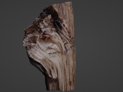 Trunk cutted scan 3D Model