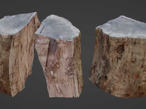 Trunk Half cutted 3D Модель