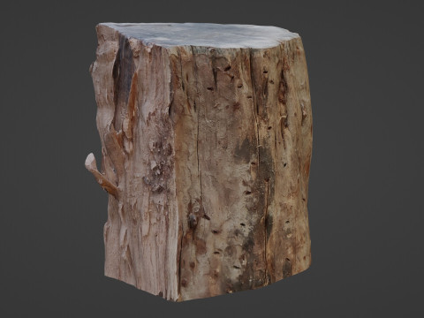 Trunk Half cutted Model 3D