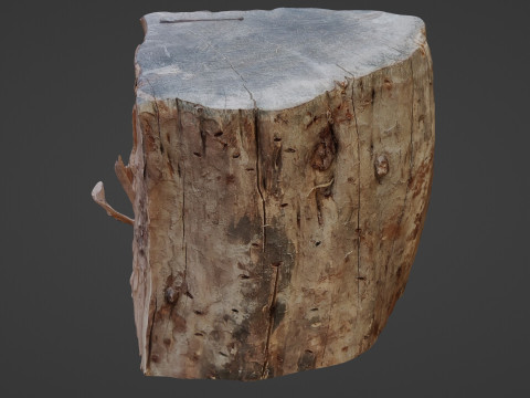 Trunk Half cutted Model 3D