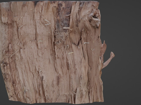 Trunk Half cutted Model 3D