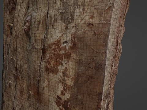 Trunk Half cutted Model 3D