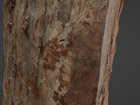 Trunk Half cutted Model 3D