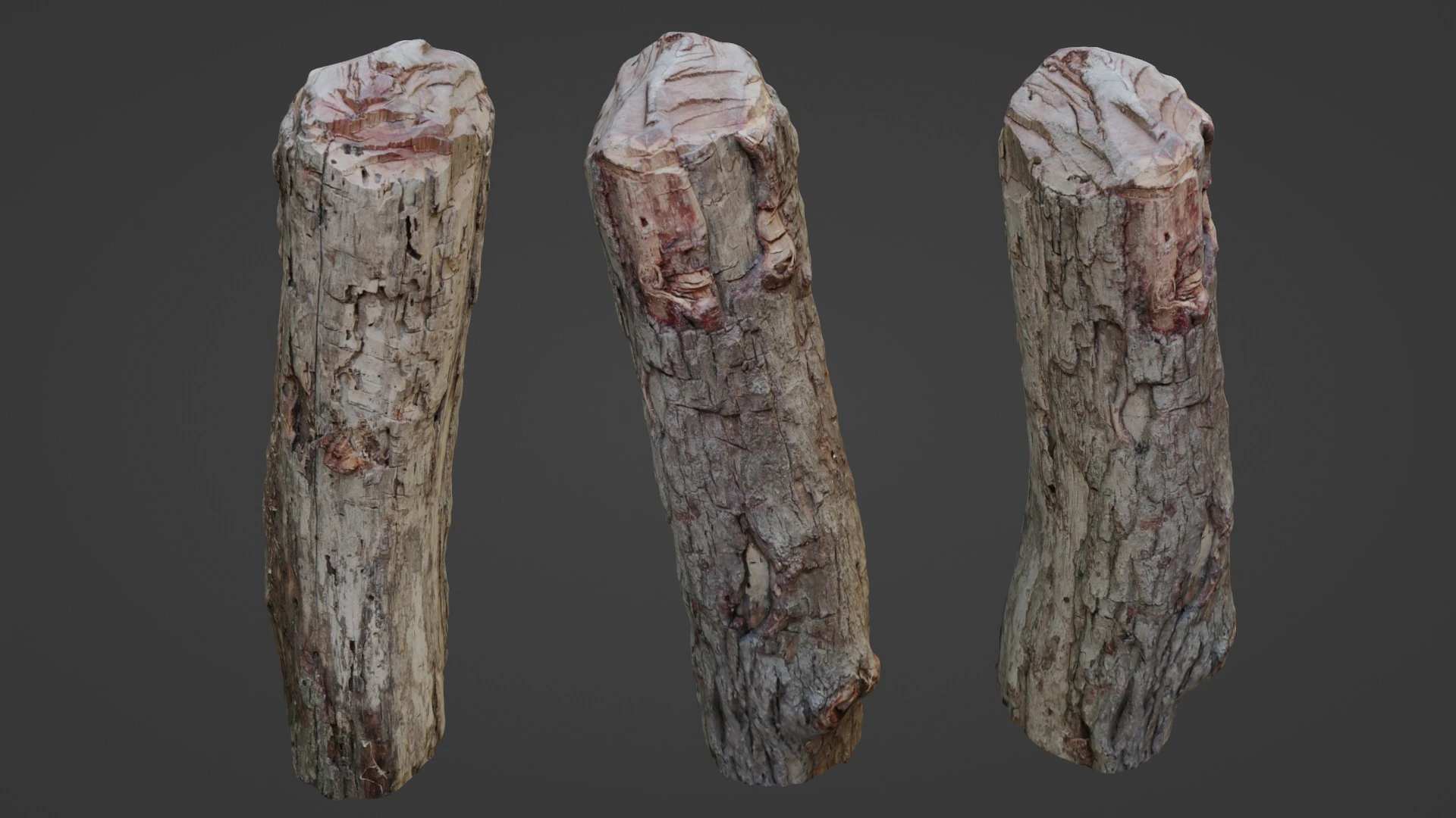 Tree Trunk Cutted 3D Model .c4d .max .obj .3ds .fbx .stl .blend