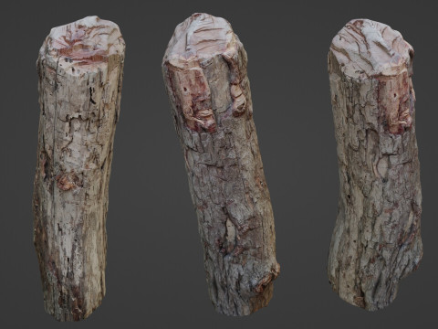 Tree Trunk Cutted 3D Model