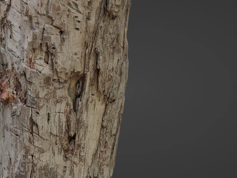 Tree Trunk Cutted 3D Model