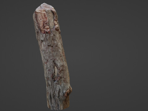 Tree Trunk Cutted 3D Model