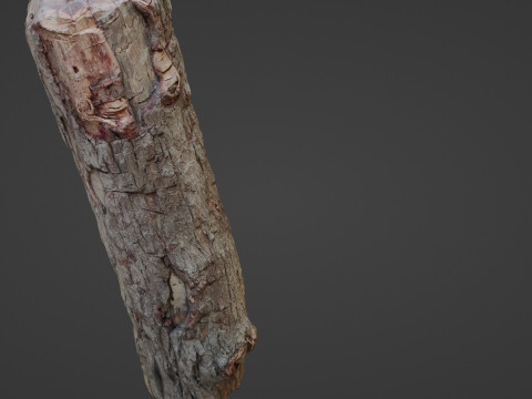 Tree Trunk Cutted 3D Model