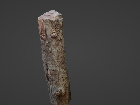 Tree Trunk Cutted 3D Model