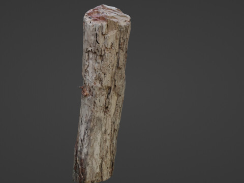 Tree Trunk Cutted 3D Model