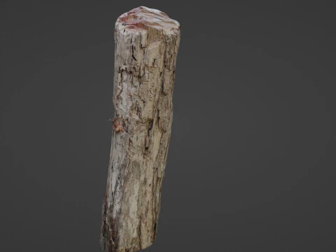 Tree Trunk Cutted 3D Model