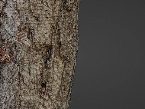 Tree Trunk Cutted 3D Model