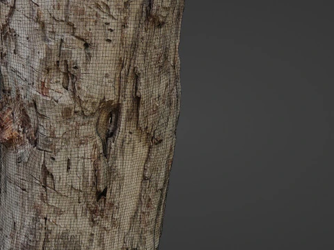 Tree Trunk Cutted 3D Model