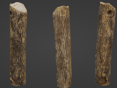 Tree Trunk Cutted Modelo 3D