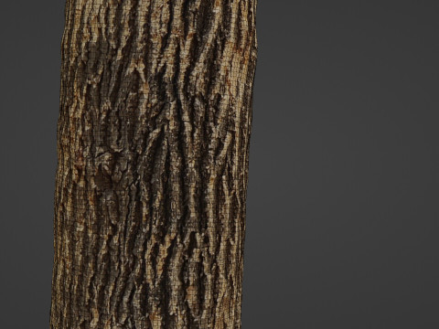 Tree Trunk Cutted Model 3D