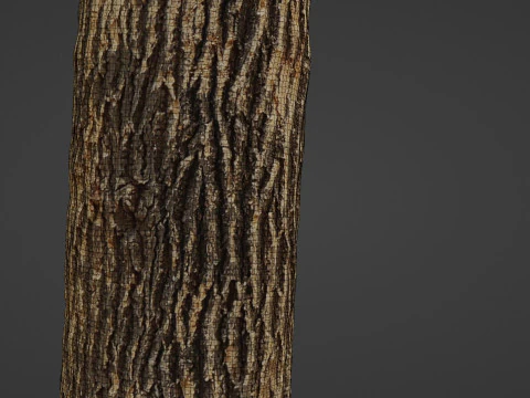 Tree Trunk Cutted 3D Model