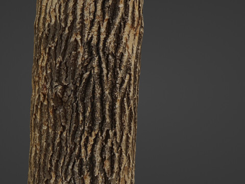 Tree Trunk Cutted Model 3D