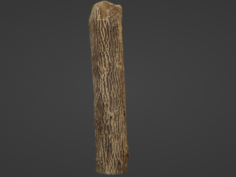 Tree Trunk Cutted Model 3D