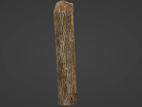 Tree Trunk Cutted 3D Model