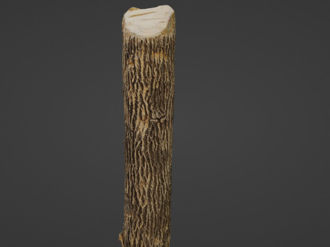 Tree Trunk Cutted Model 3D