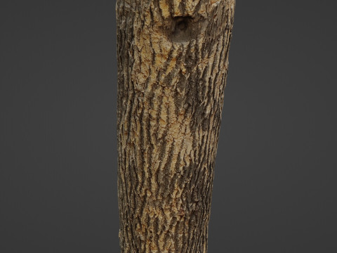 Tree Trunk Cutted Model 3D